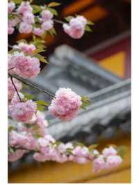 青山公園的晚櫻已經 next level