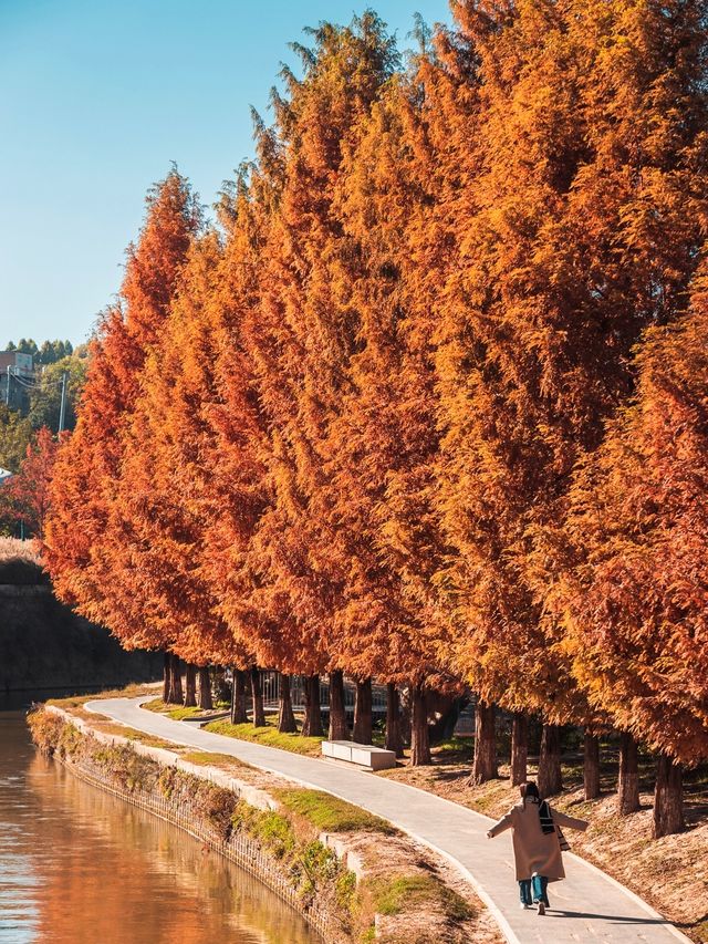 In the deep autumn of Xi'an, the oil painting-like water shirt forest exudes a full cinematic feel🎬.