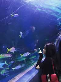 SEA life Melbourne Aquarium 🇦🇺
