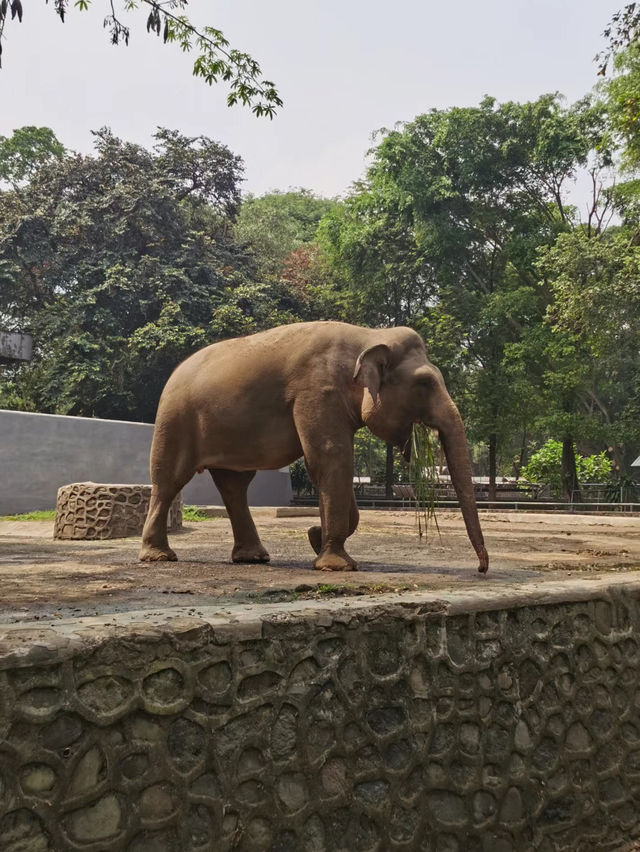 Ragunan Zoo Indonesia 🇮🇩 