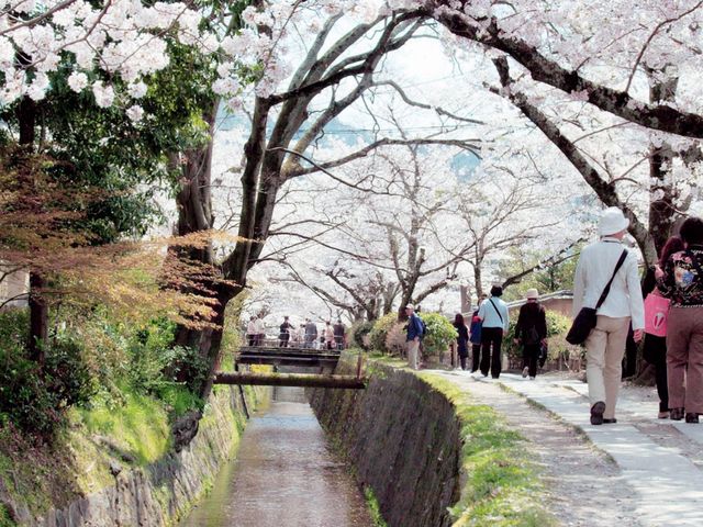 Sakura Meditation