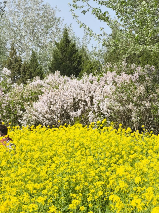 京城梨園‖大片的油菜花被美到了