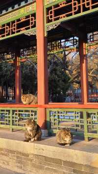 去晉祠不能錯過門口免費的晉祠公園！超出片