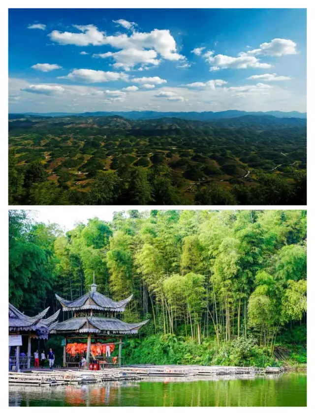 Rather than the bustling splendor of Chengdu, I prefer the most beautiful forest from Yibin, Sichuan