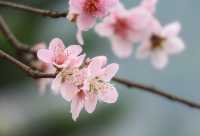一縷春風拂動 桃花朵朵開放