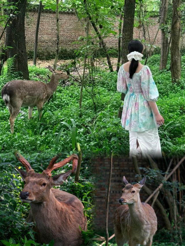 成都|曲徑通幽•林深見鹿
