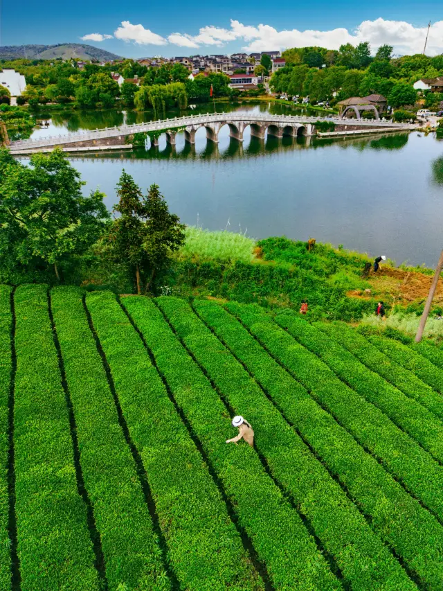 2 giờ từ Thượng Hải đến Tô Châu, vườn trà 0 nhân dân tệ ở Nghi Hưng đẹp quá