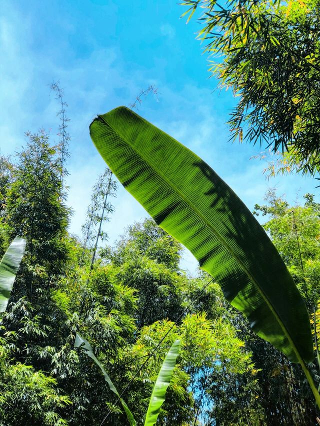 成都地鐵直達的綠色大森林—龍泉仰天窩