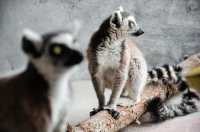 準考證別丟｜想來動物園高考門票福利來了