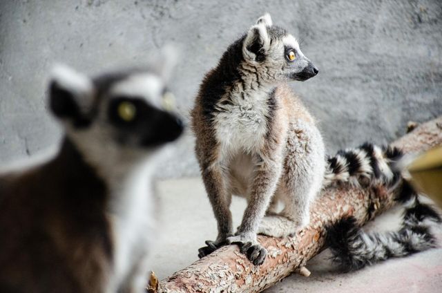準考證別丟｜想來動物園高考門票福利來了