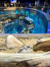 波士頓新英格蘭水族館體驗