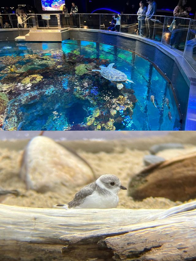 波士頓新英格蘭水族館體驗