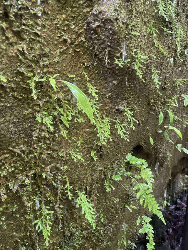 秘境叢林探險～邂逅一場太陽雨