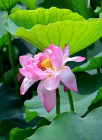 夏天賞荷好去處  “漕涇郊野”歡迎你