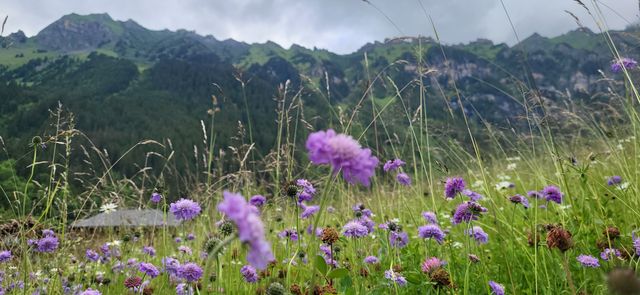 高山上的小鎮--文根Wengen