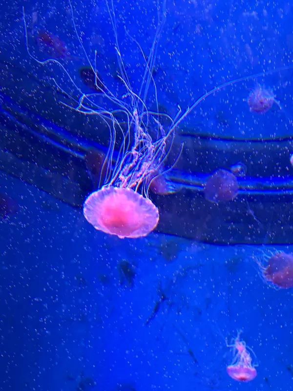 深圳南山區海洋奇夢館 🌊🐋