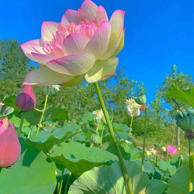 【雲南省/大観公園】国家4A級の公園！