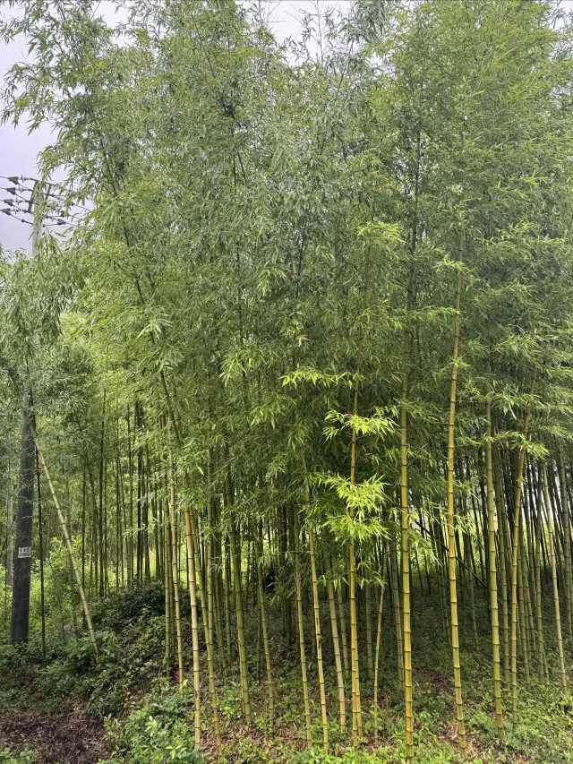 สวรรค์บนดินที่หุบเขาหวงซาน