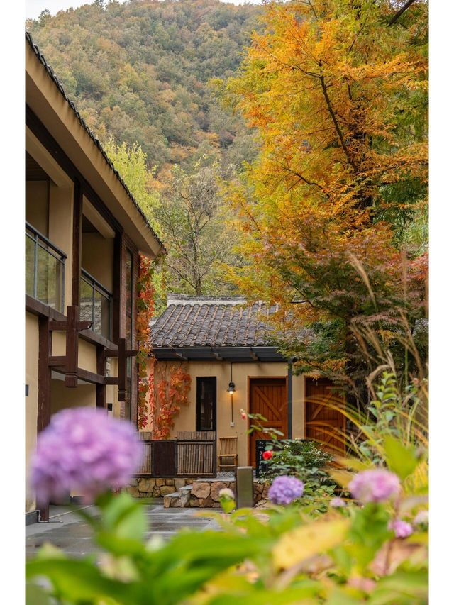 足不出戶，住水杉美宿，賞秦嶺最美鄉村公路。