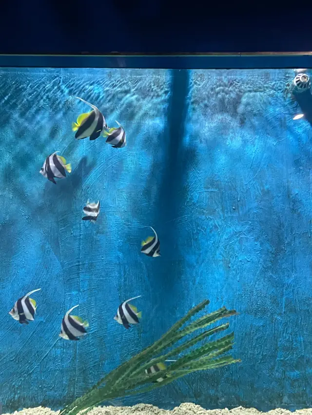 西安曲江海洋極地公園|充滿魅力的遊玩勝地。