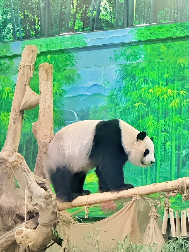 靈玲萌趣來襲搗蛋鬼別搗蛋。