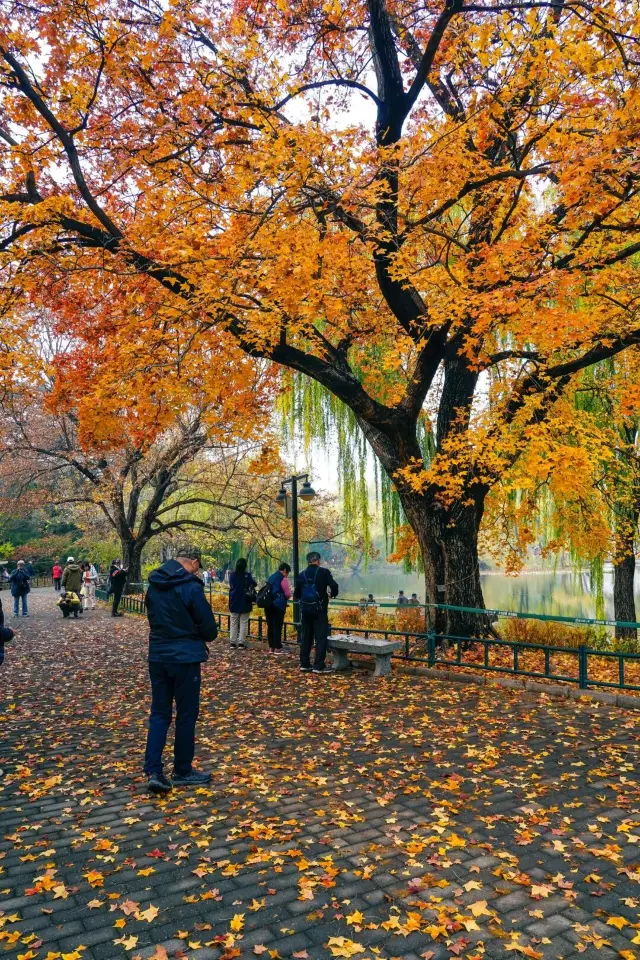 紫竹院公園真是北京秋景天花板了！