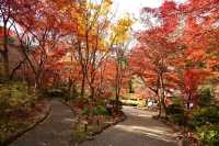 Nagoya's Higashiyama Zoo Offers Stunning Autumn Foliage