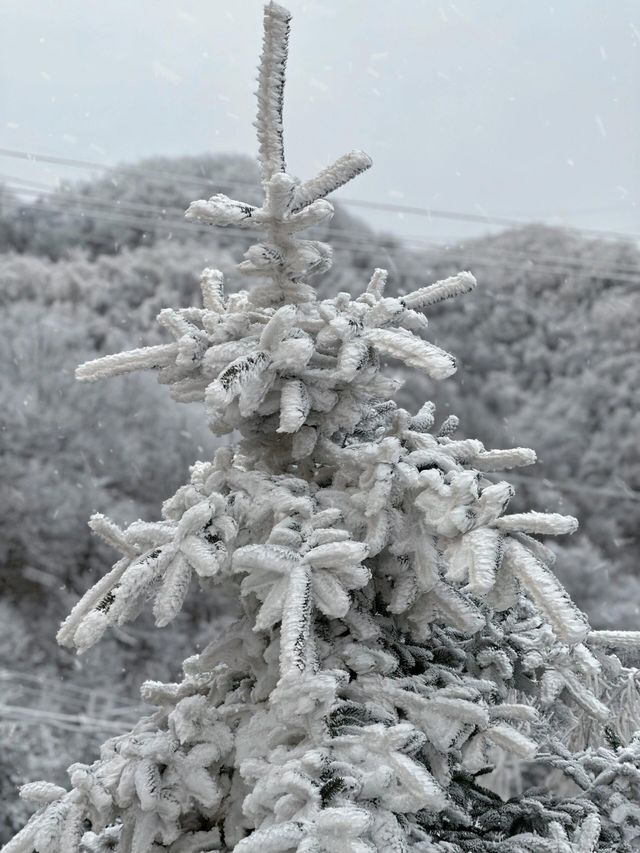 寶雞鳳縣嶺南公園|乘坐秦嶺小火車來看雪。