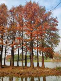 遠香湖公園此刻已是深秋！！！