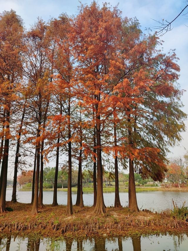 遠香湖公園此刻已是深秋！！！