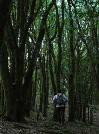 感應大地的絨毛 與森林交換身體｜哀牢山