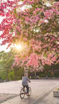 佛山石灣公園拍照打卡攻略！花開滿城