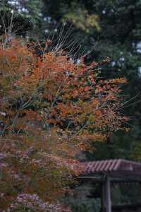 雲門寺的葉子終於紅了！