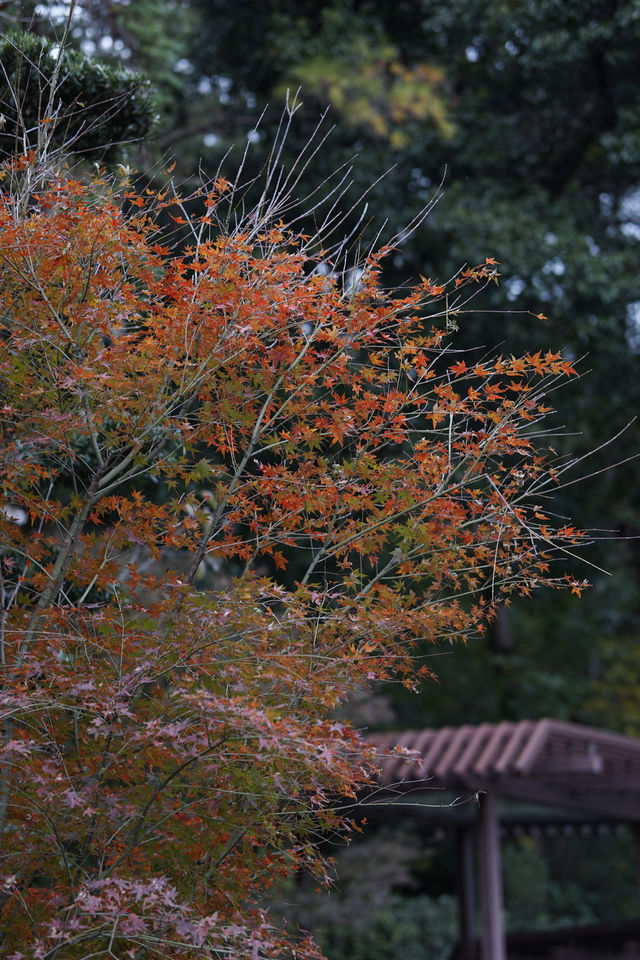 雲門寺的葉子終於紅了！