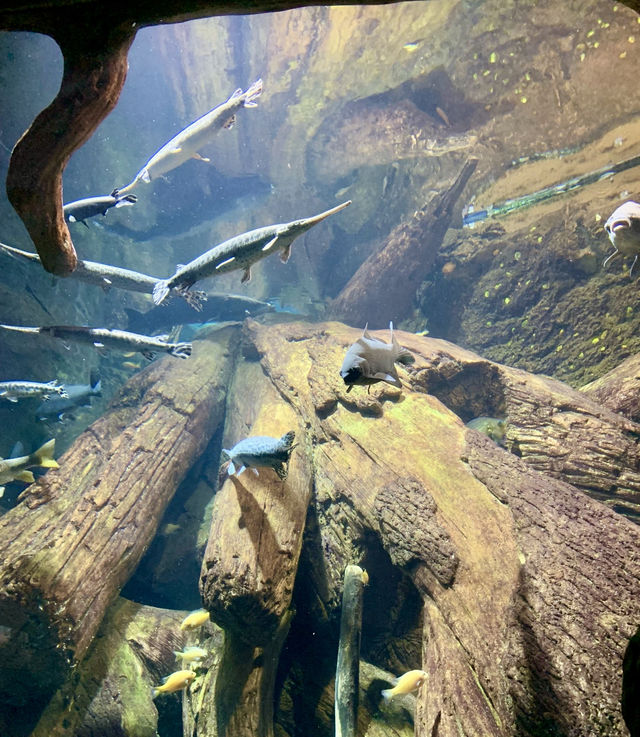 亞特蘭大喬治亞水族館｜親子遊的絕佳選擇