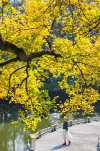 錯過再等一年佛山這個地鐵直達的公園秋景好美