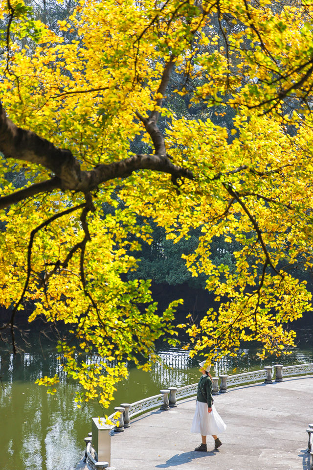 錯過再等一年佛山這個地鐵直達的公園秋景好美