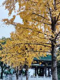 鴻恩閣‖秋天去了一趟鴻恩閣，後悔了……