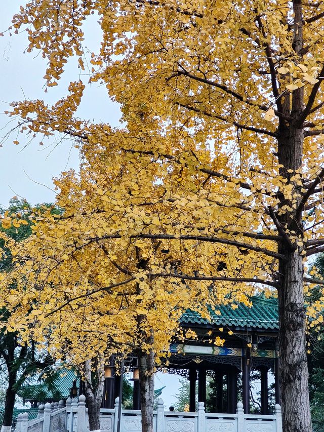 鴻恩閣‖秋天去了一趟鴻恩閣，後悔了……