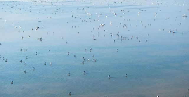上饒·鄱陽湖國家濕地公園：自然的盛宴