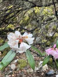 秋遊拉薩-林芝|別錯過這份超詳細攻略