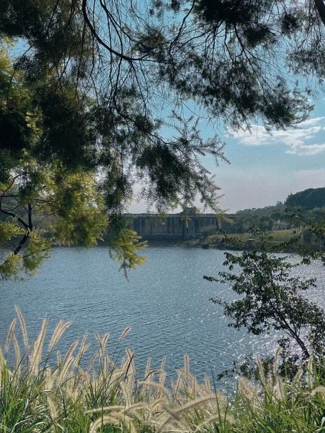 高山水庫變成了湖·高空步道美景盡收
