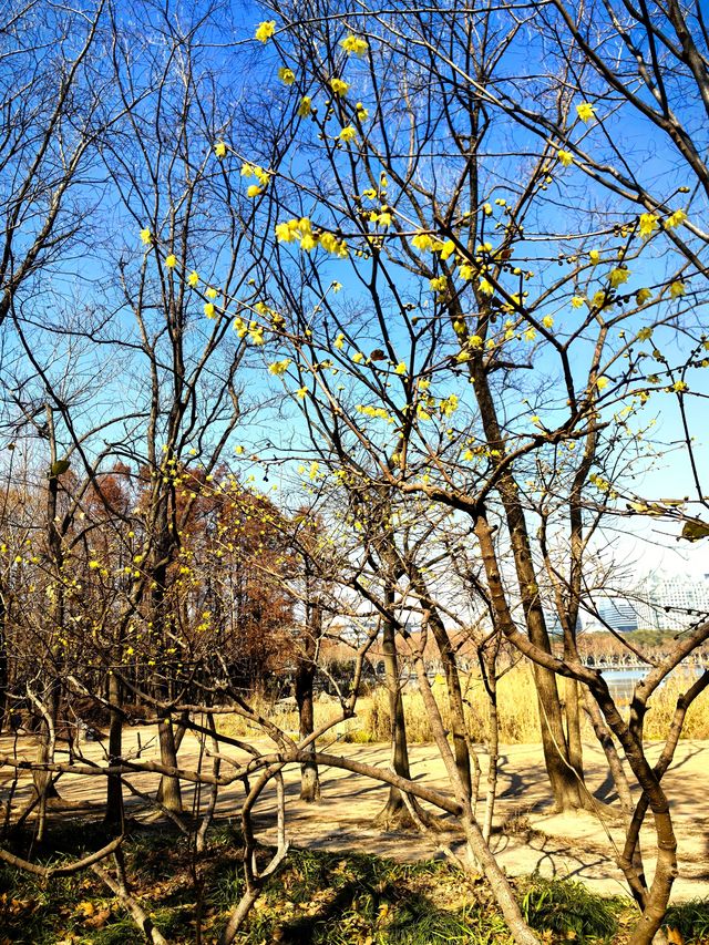 一年一度賞梅季啟動~世紀公園梅花節