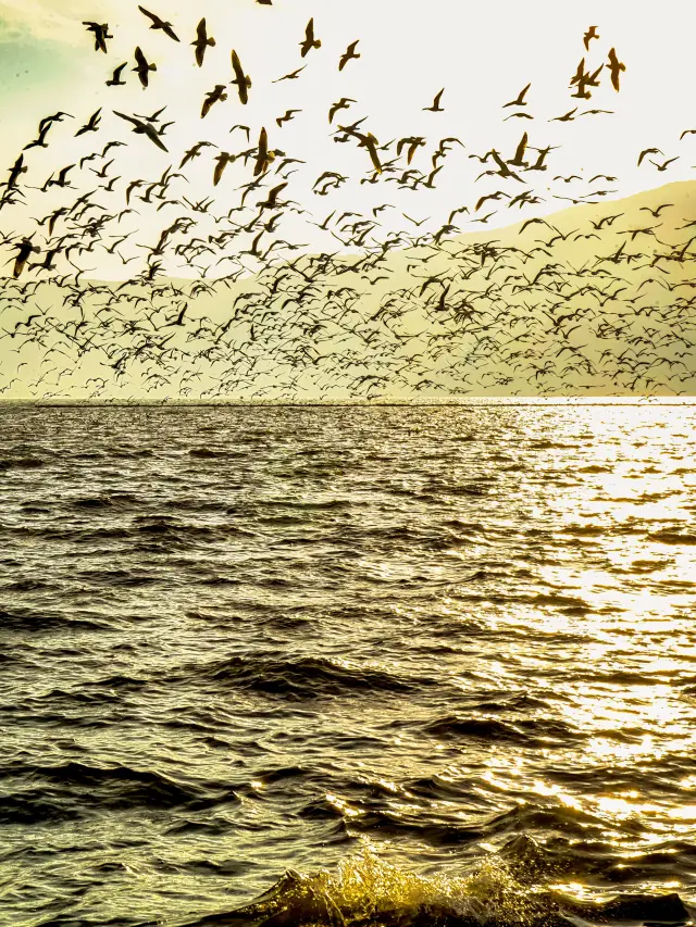 冬に昆明でカモメを見るのが正解！3つの観察スポットを紹介