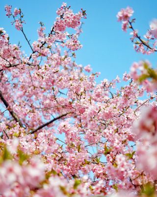 日本河津櫻花祭，賞櫻來啦，附攻略！