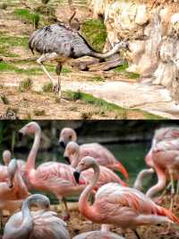 50%0FF休斯頓動物園開啟你與動物的零距離接觸