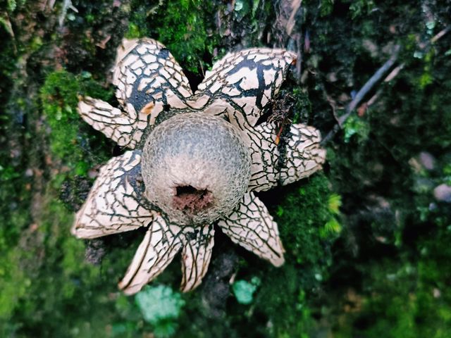 First Line Explorers: Deep Dive Into Hunan Forest "Underleaf" World