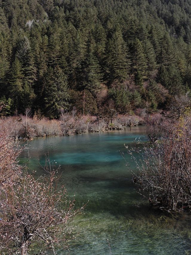 九寨溝-黃龍探秘 與國寶熊貓的邂逅之旅別錯過