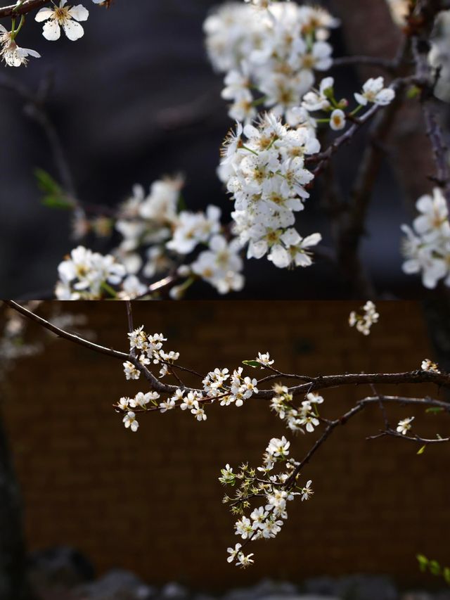 廣東最美的李花來啦丨陽山水浪花谷