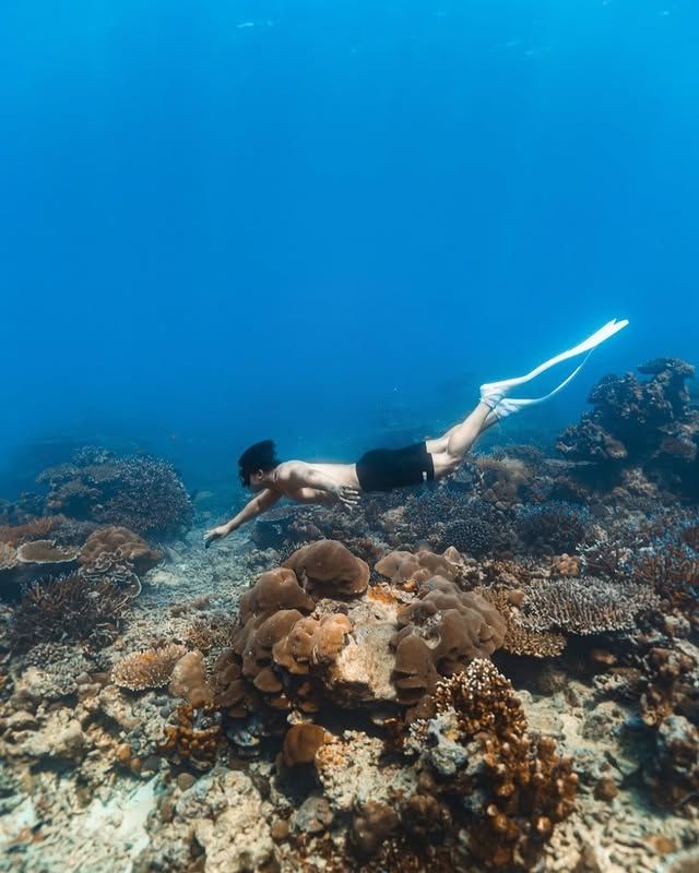 斐濟 | 馬洛洛島 潛水 & 浮潛聖地